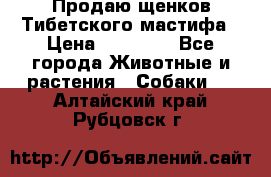 Продаю щенков Тибетского мастифа › Цена ­ 45 000 - Все города Животные и растения » Собаки   . Алтайский край,Рубцовск г.